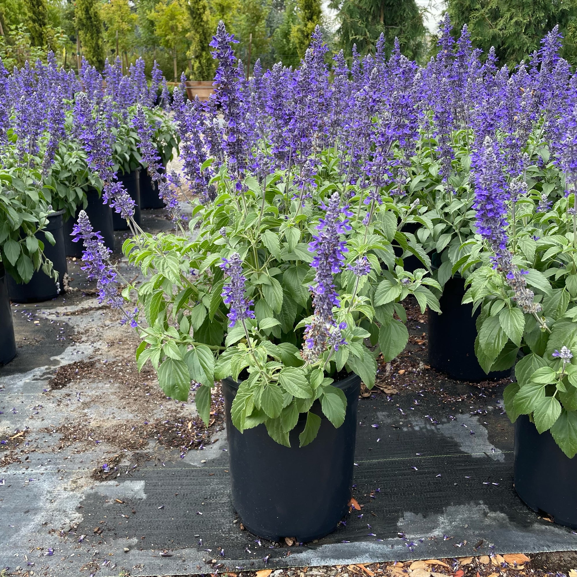Mystic Spires Blue Salvia 