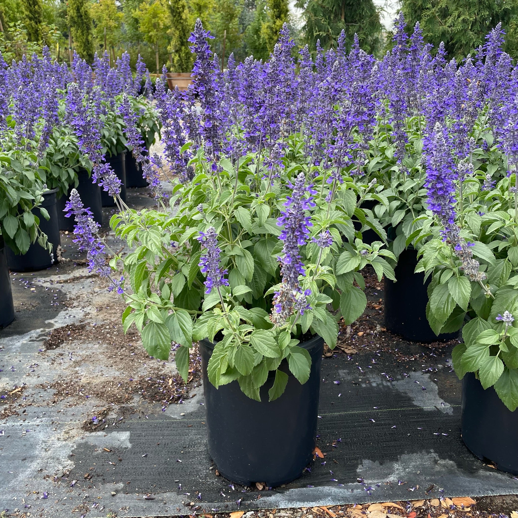 Mystic Spires Blue Salvia 