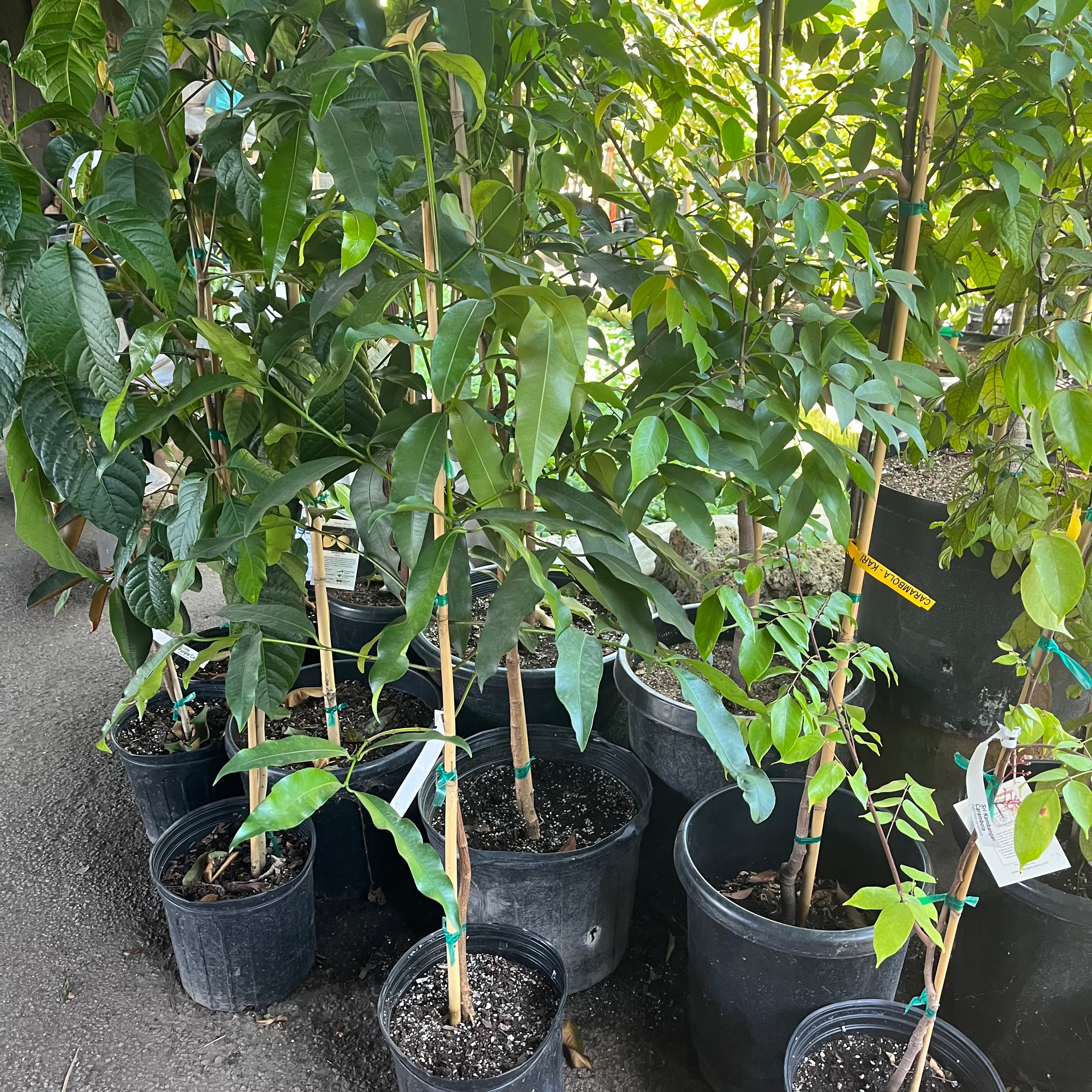稀有果树-阿恰恰黄金山竹