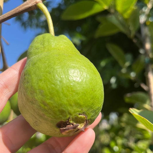 Guava Tree - Ruby Guava