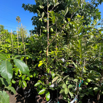 Guava Tree - Ruby Guava