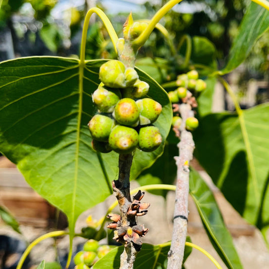 Banyan-Bodhi tree sapling