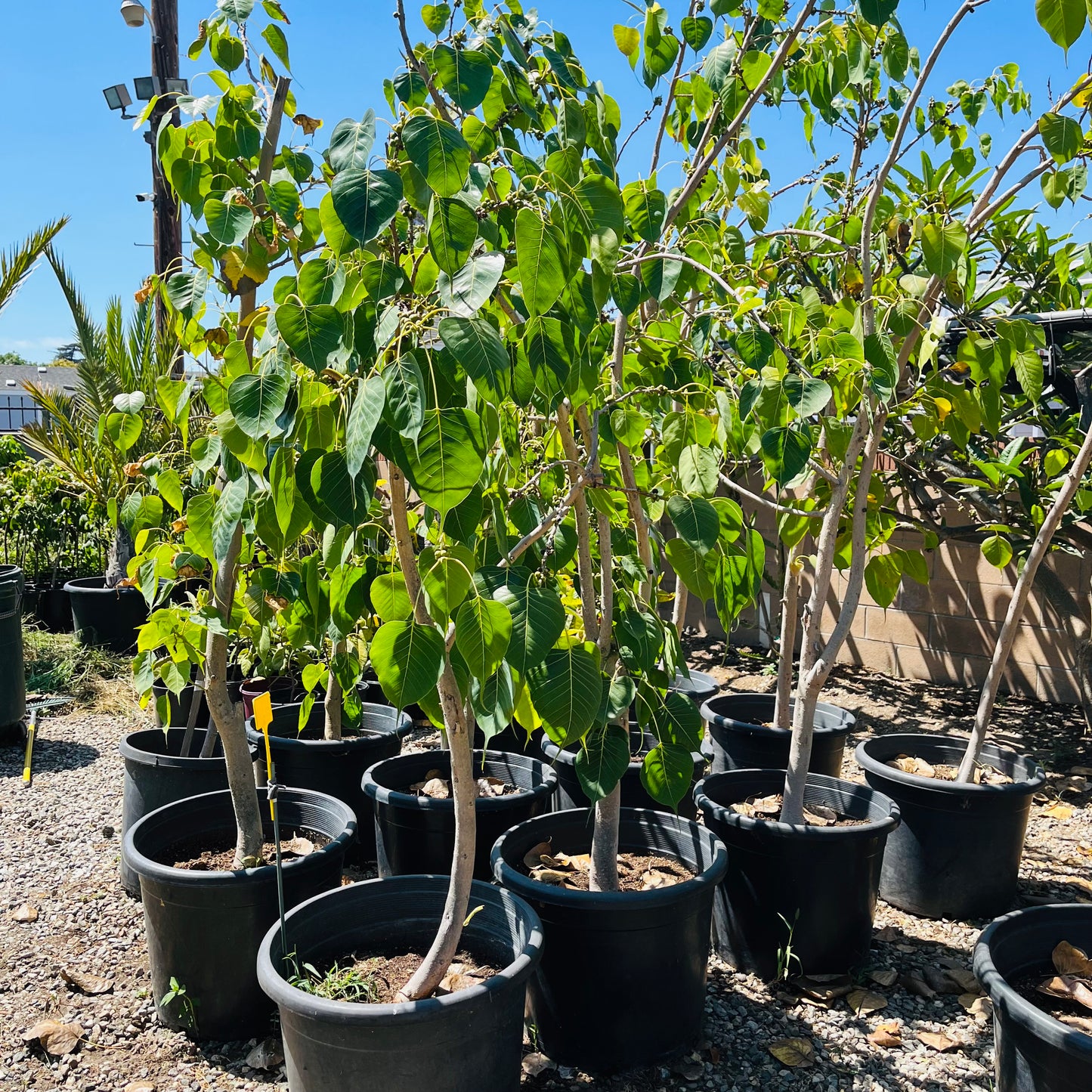 Banyan-Bodhi tree sapling