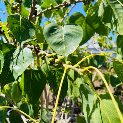 Bodhi tree and banyan tree