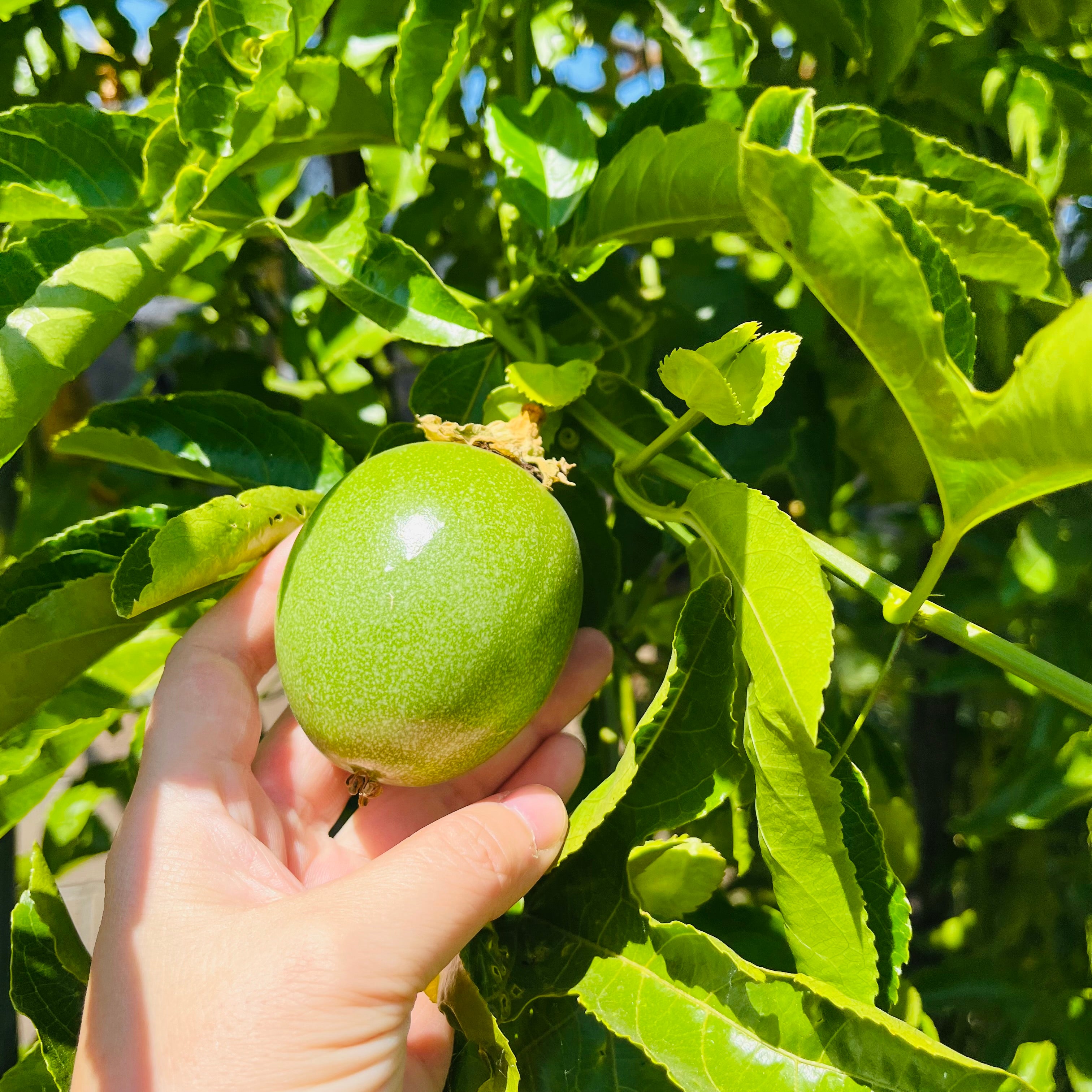Yellow Passion Fruit