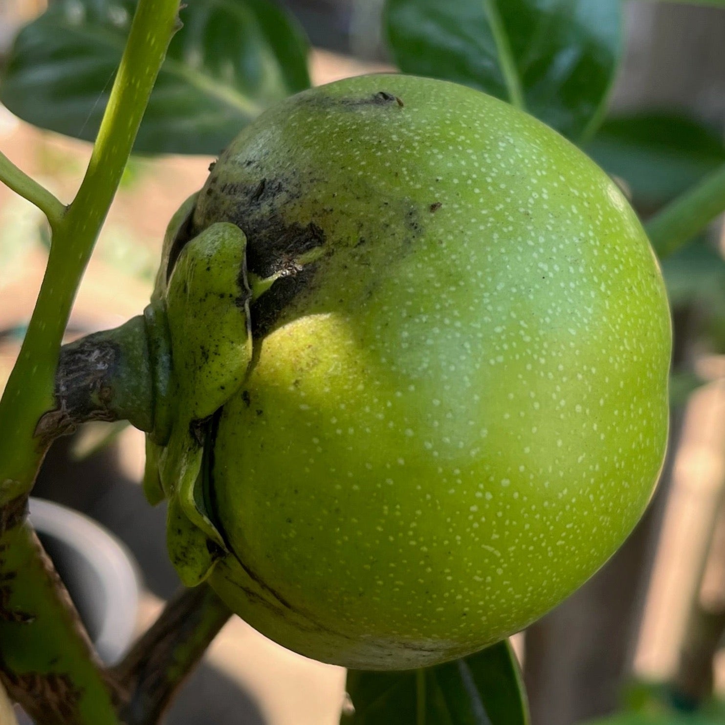 Black Persimmon