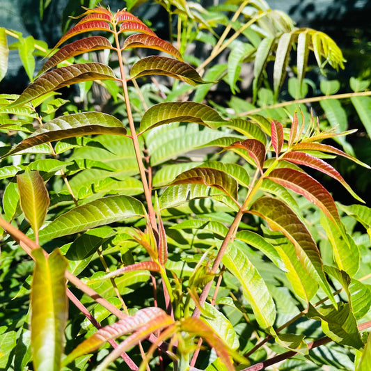 Rare vegetable tree-Toona sinensis 