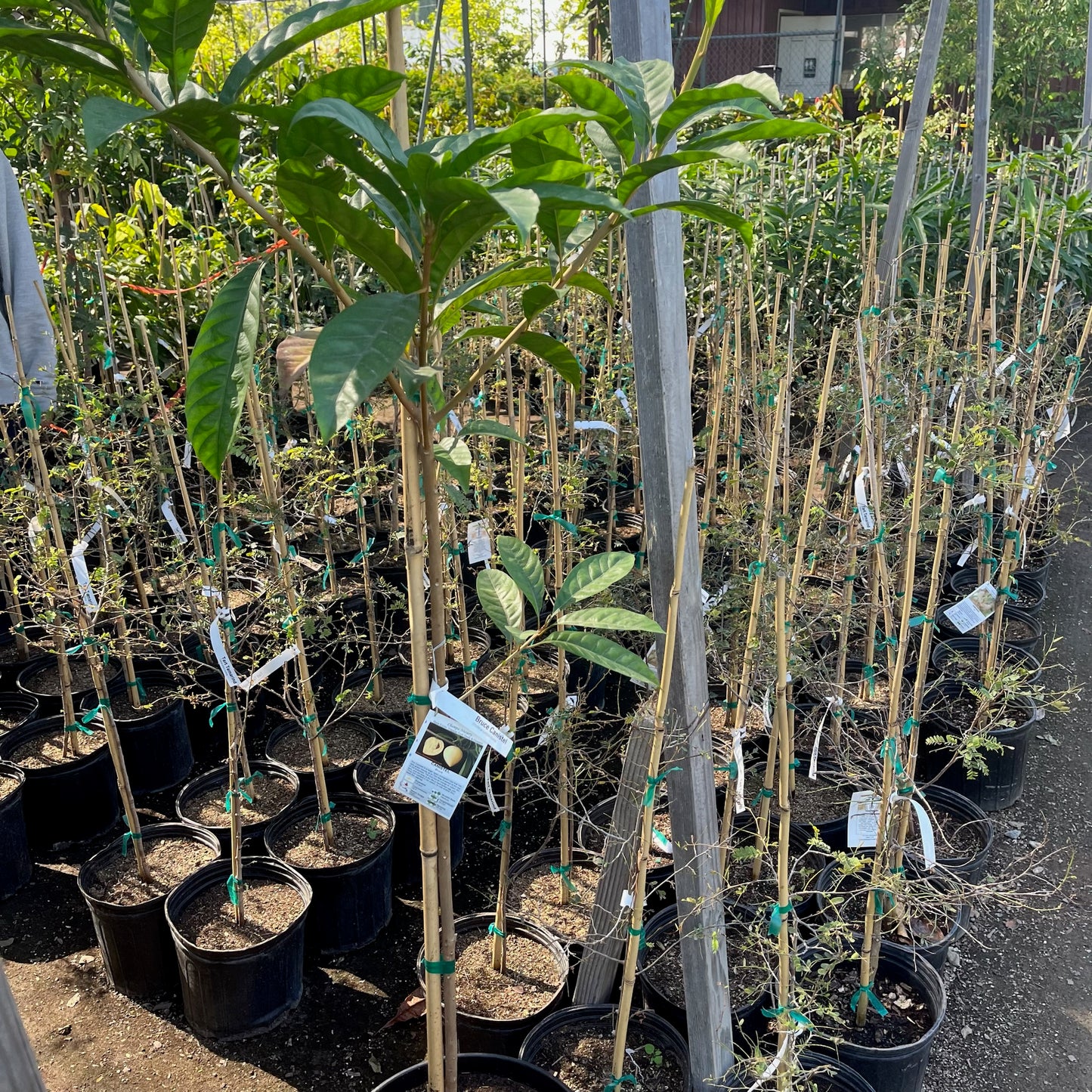 Egg yolk fruit/Egg yolk fruit seedlings