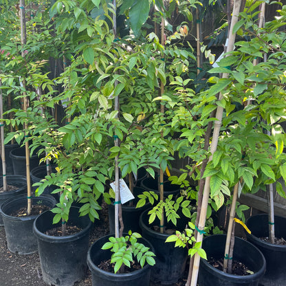 Carambola Tree - Hawaiian Carambola