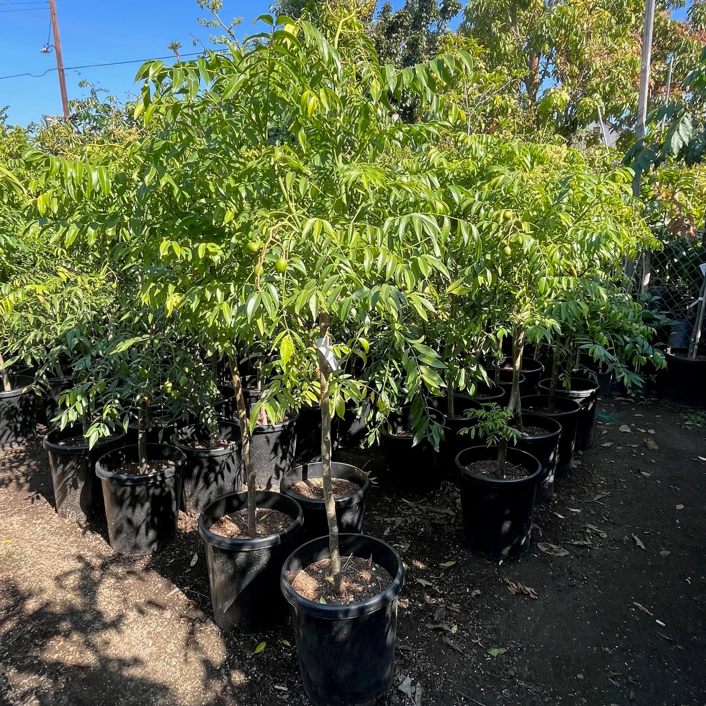 Rare Fruit Tree-Nanyang Olive