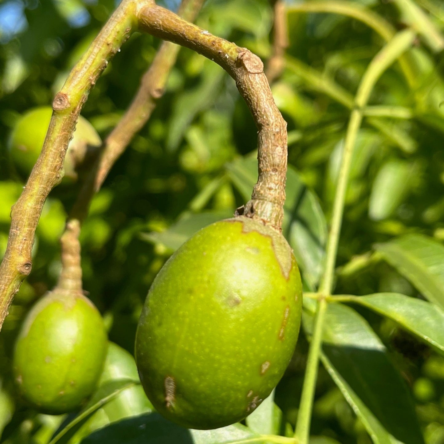 Rare Fruit Tree-Nanyang Olive