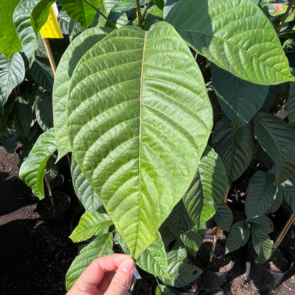 Rare fruit tree - Santo