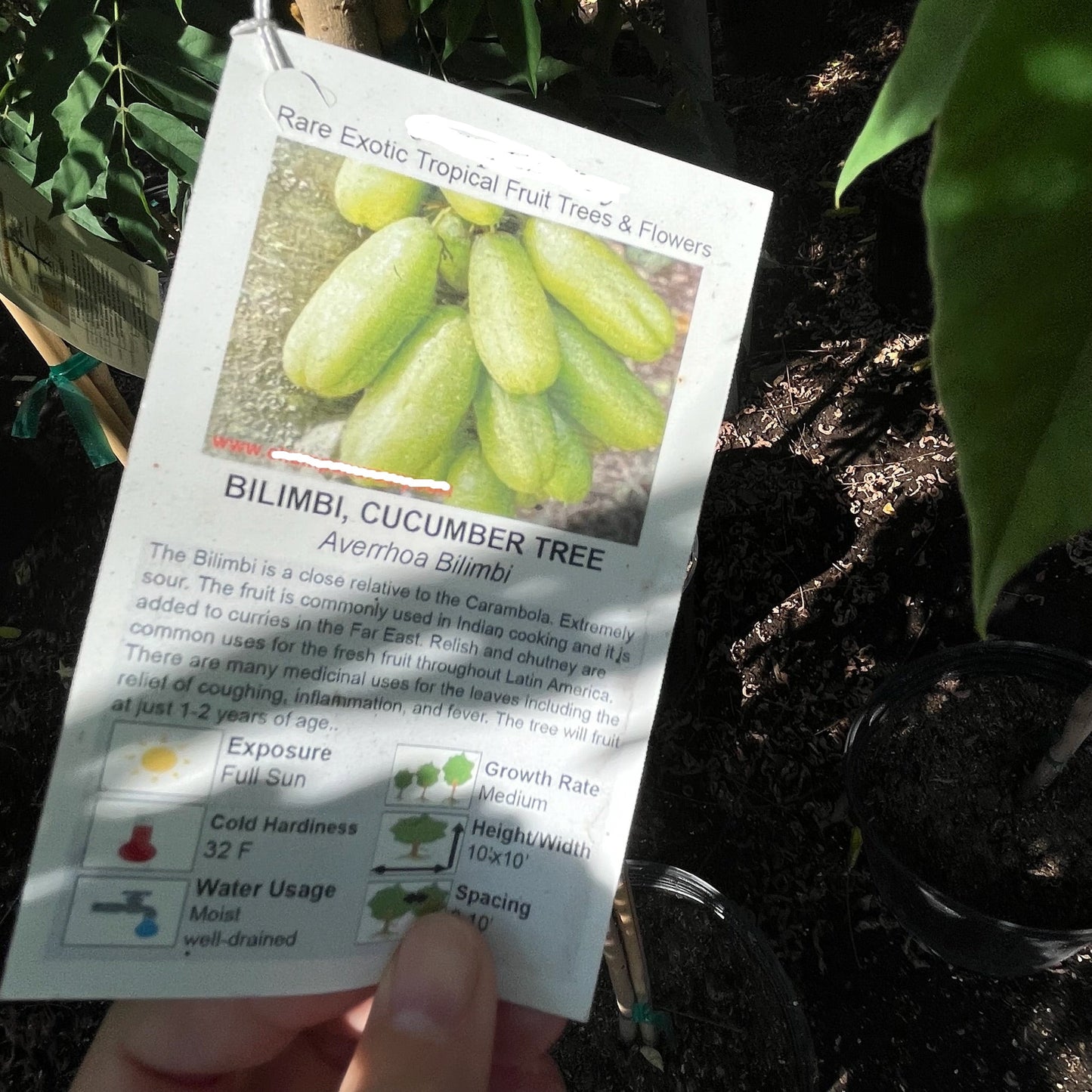 Papaya Tree-Cucumber Tree