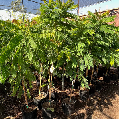 Papaya Tree-Cucumber Tree