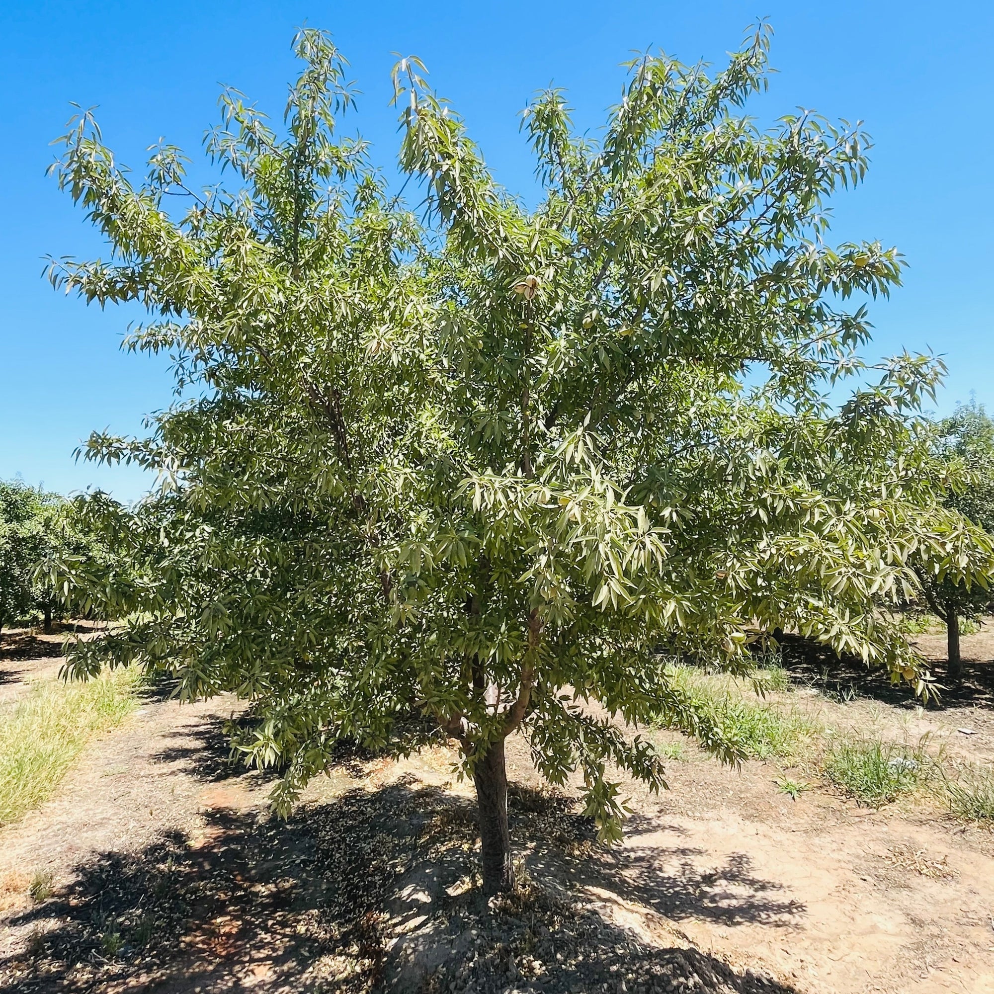All-In-One Almond