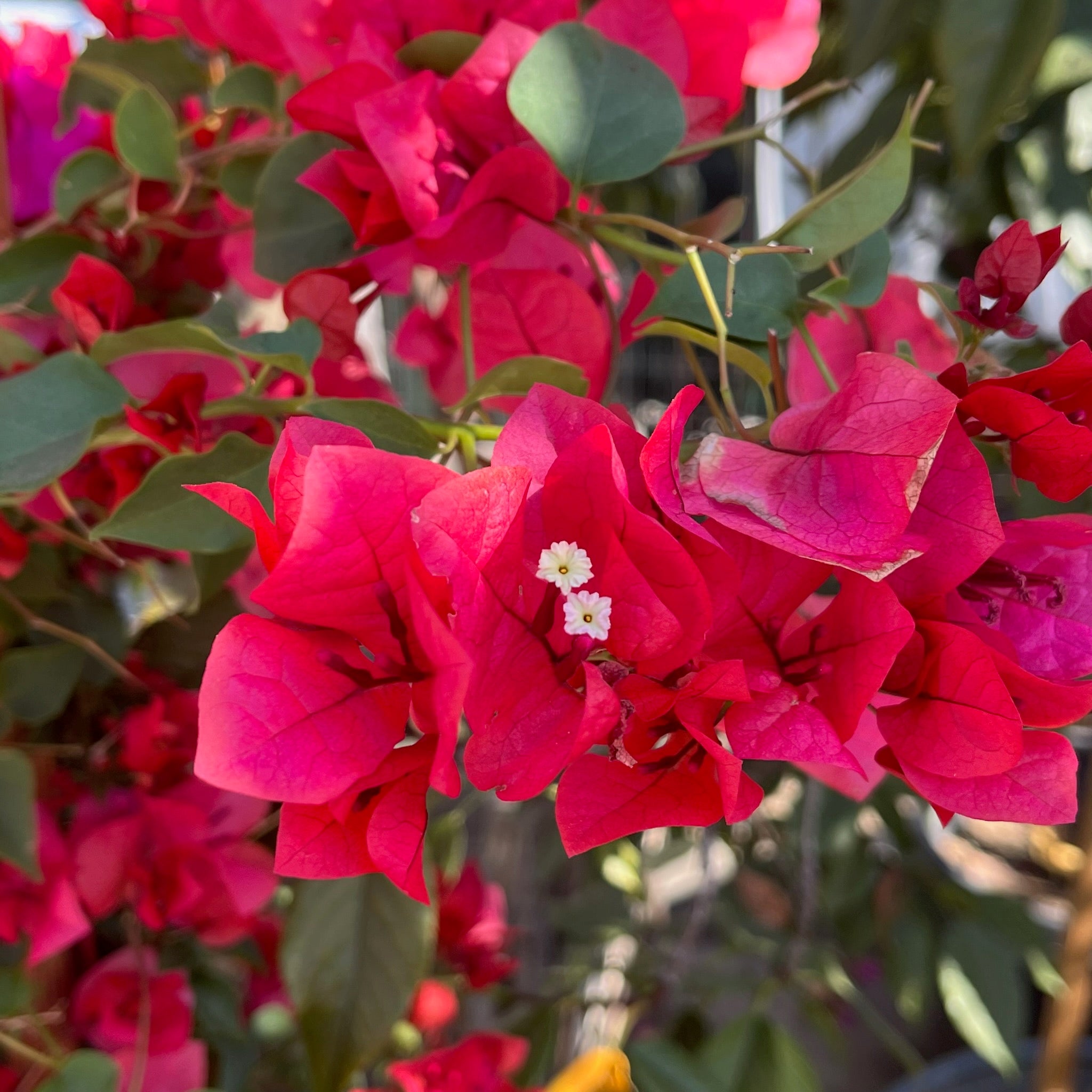San Diego Red Bougainvillea
