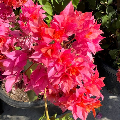 Bougainvillea-Double-petaled small-leaf pink flowers