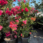 Torch Glow (Bangkok Red) Bougainvillea