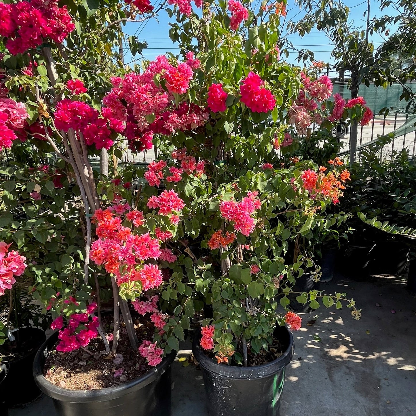 Bougainvillea-Double-petaled small-leaf pink flowers