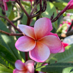 淡粉色鸡蛋花