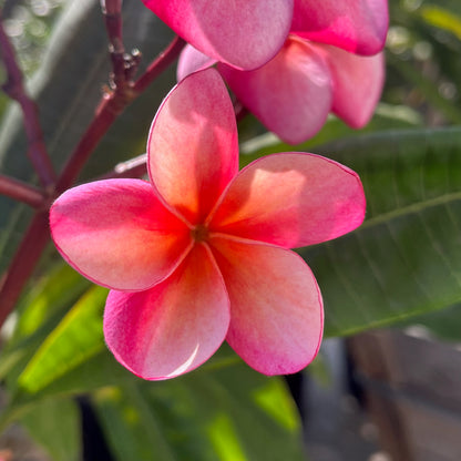 Plumeria Tree - Pink Plumeria