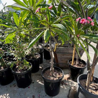 Plumeria Tree - Pink Plumeria