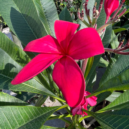 Plumeria Tree - Red Plumeria