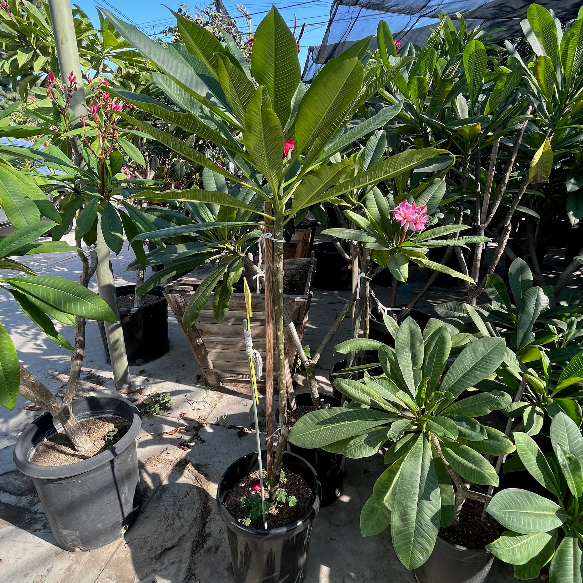 Red Plumeria