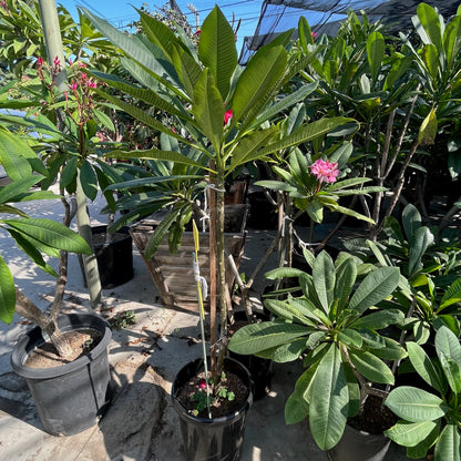 Plumeria Tree - Red Plumeria