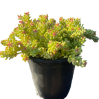 珊瑚景天多肉植物