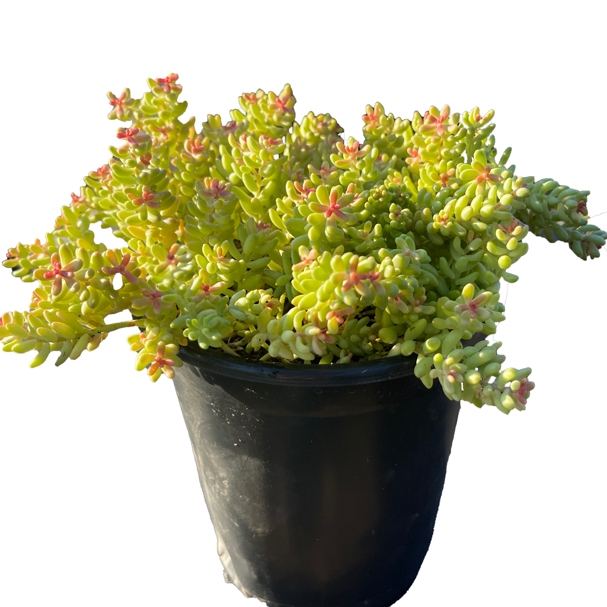Coral Sedum Succulent Plant