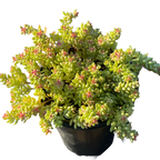 珊瑚景天多肉植物