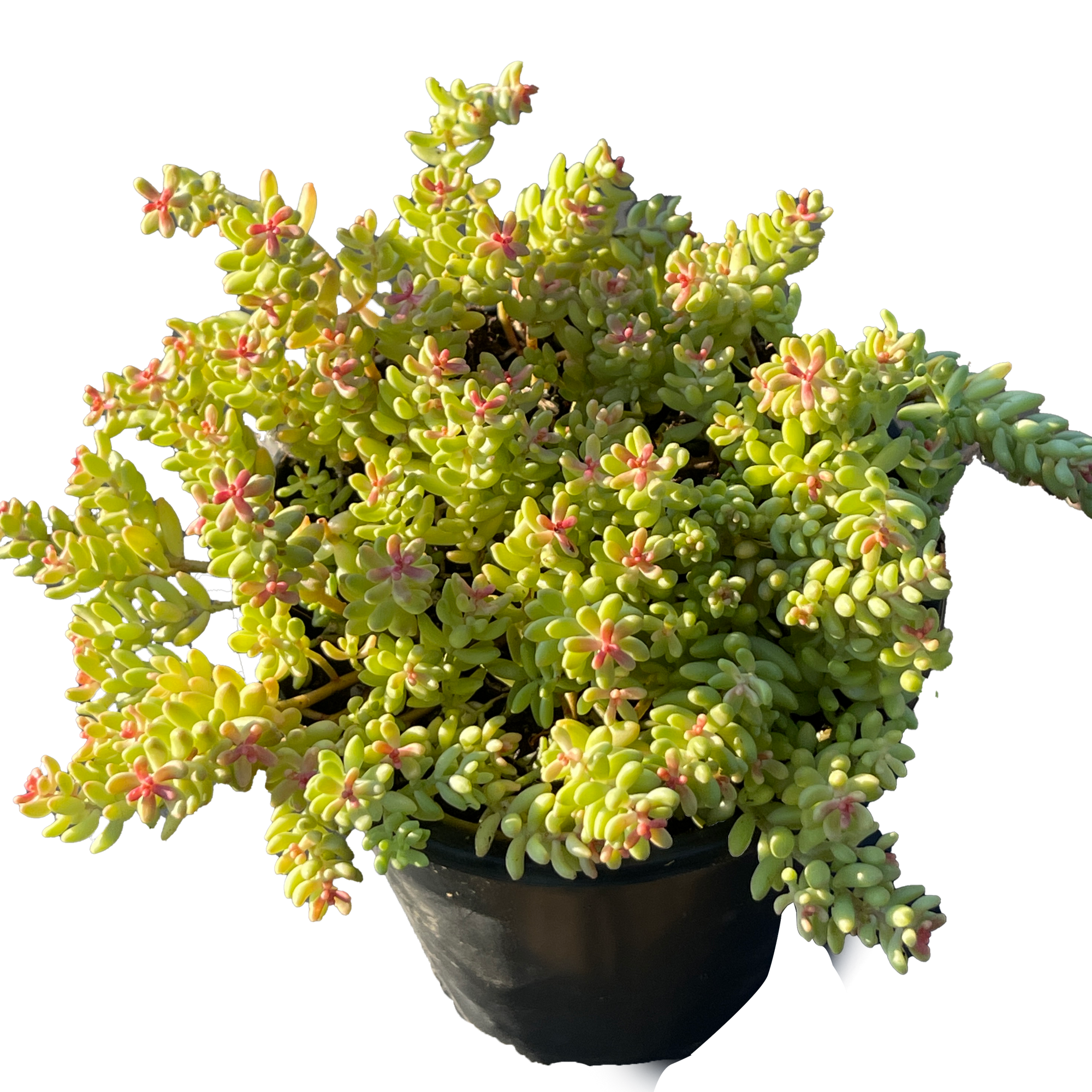 Coral Sedum Succulent Plant