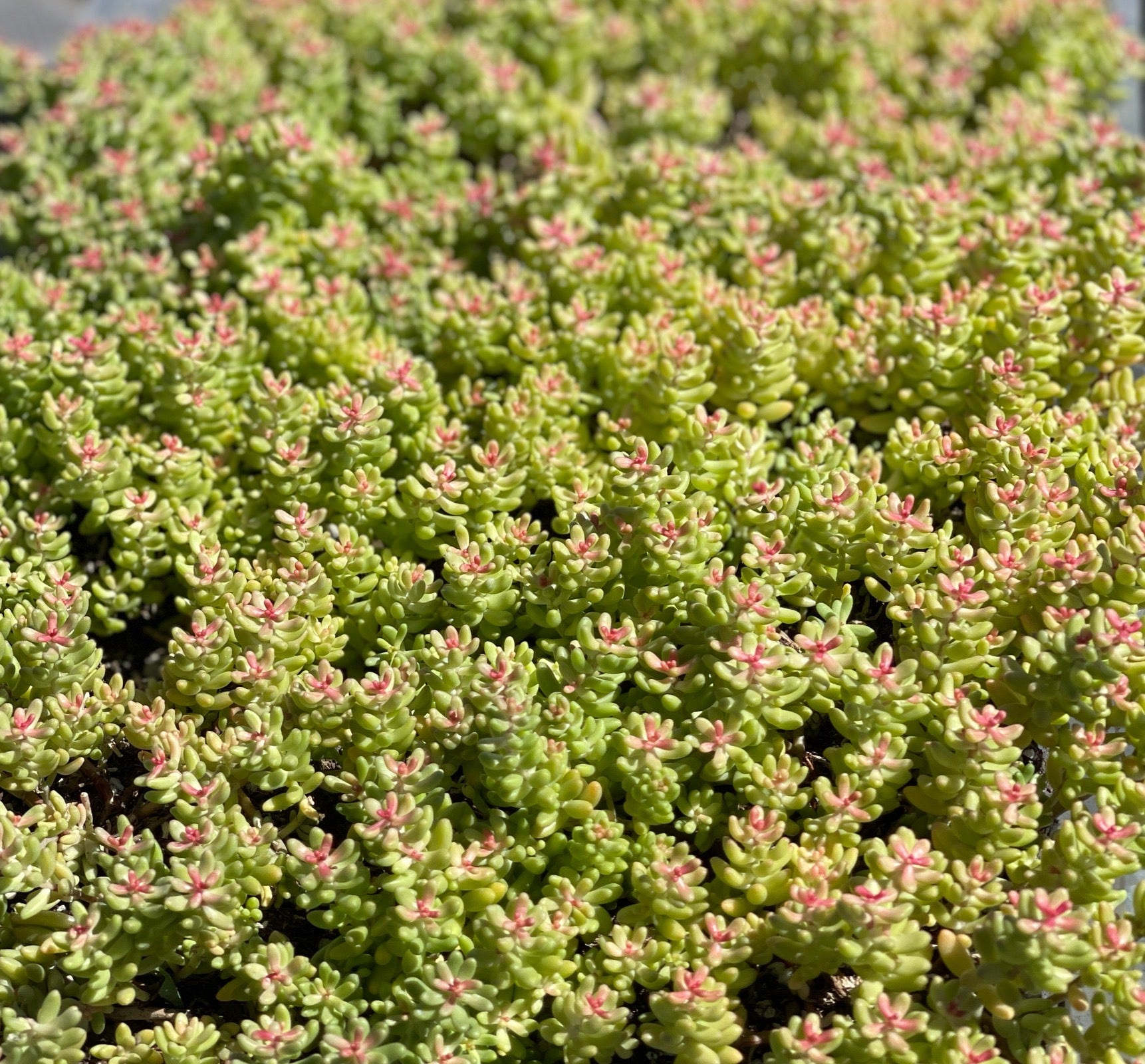 Coral Sedum Succulent Plant