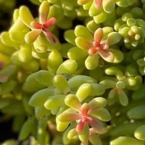 Coral Sedum Succulent Plant