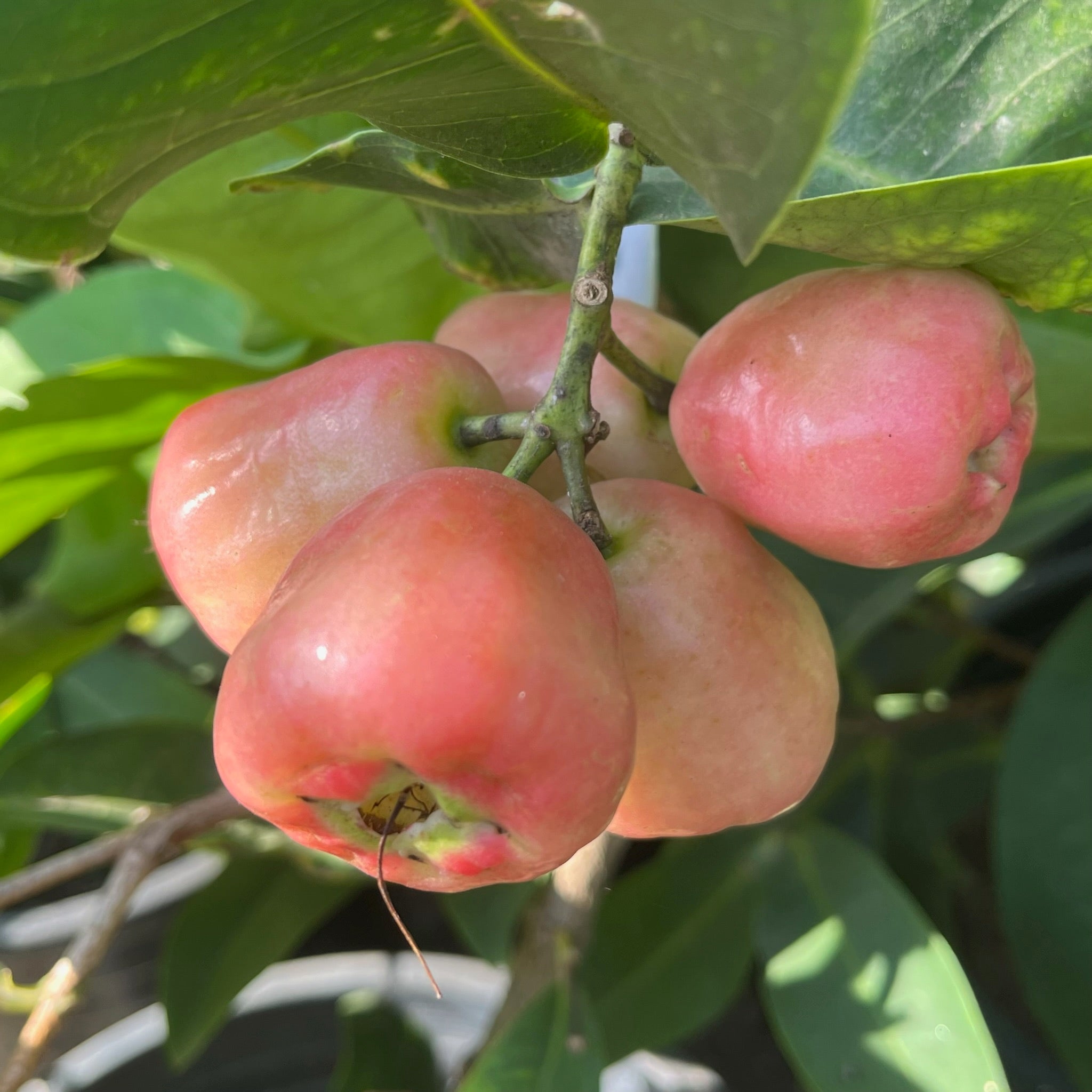 Red Wax Apple