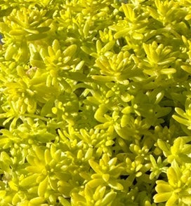 Golden Moss Sedum Succulent Plant