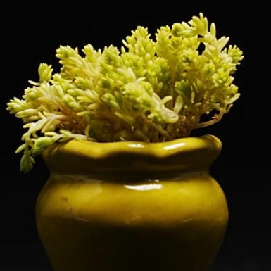 Golden Moss Sedum Succulent Plant