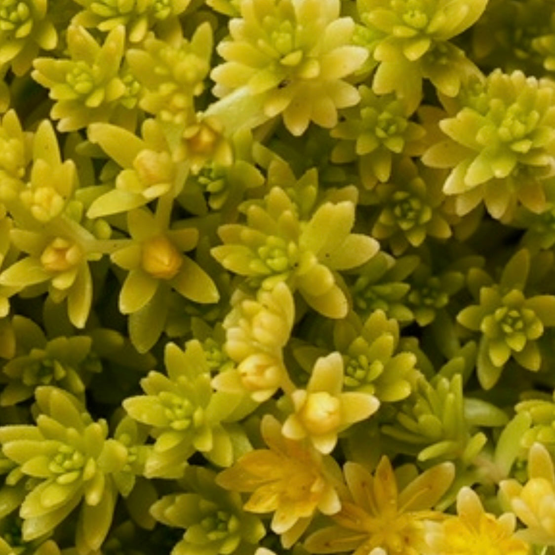 Golden Moss Sedum Succulent Plant