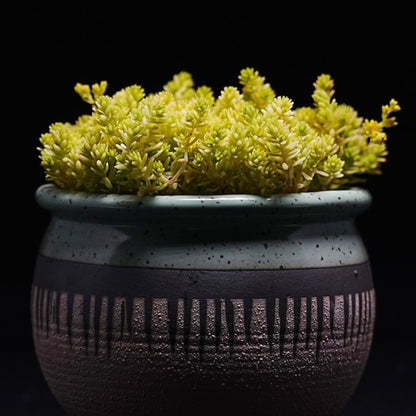 Golden Moss Sedum Succulent Plant