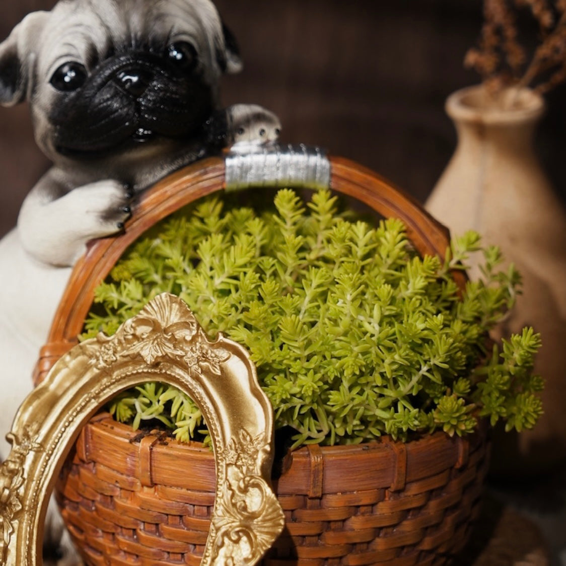 Golden Moss Sedum Succulent Plant