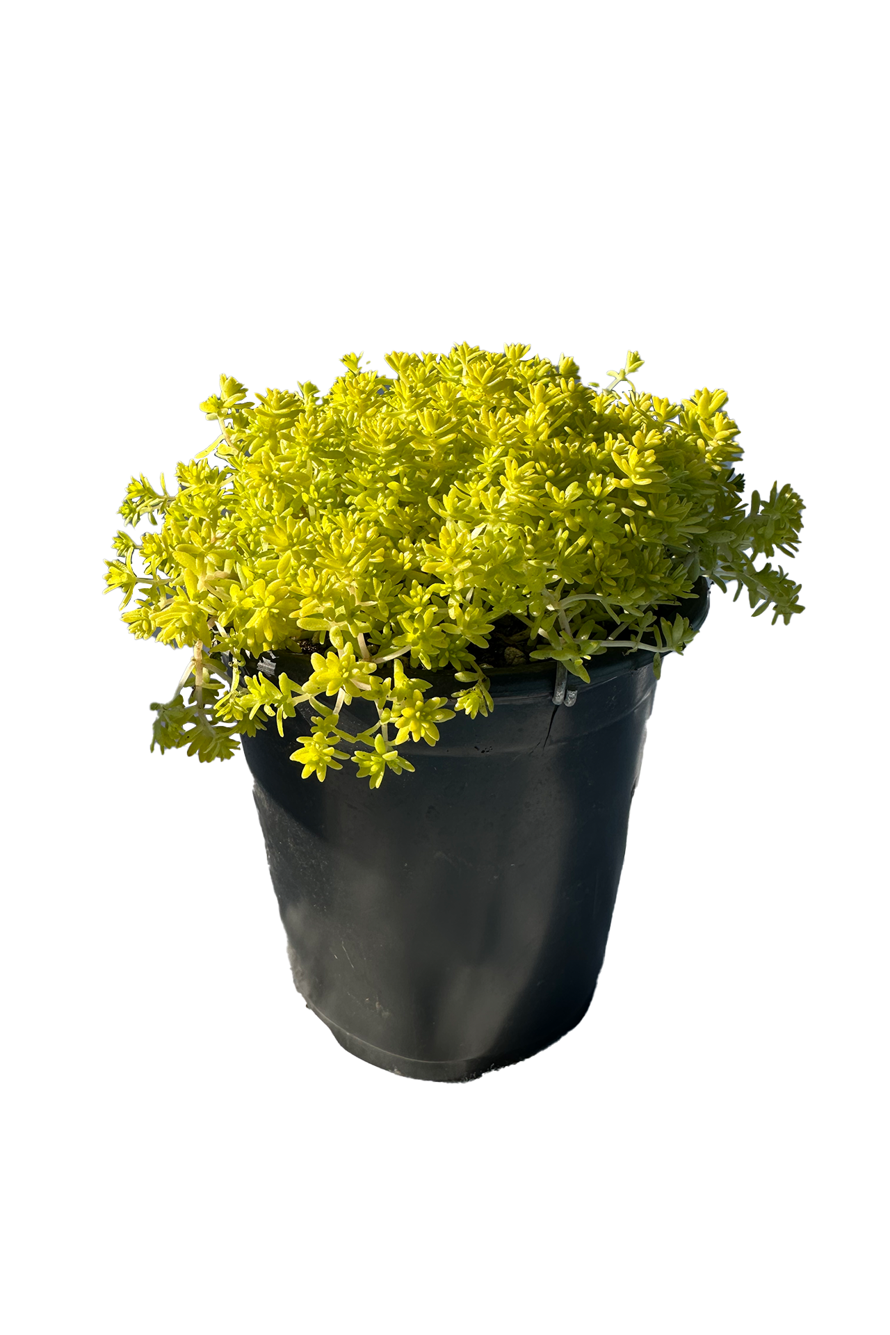 Golden Moss Sedum Succulent Plant