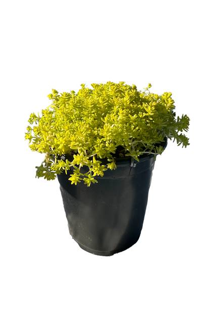 Golden Moss Sedum Succulent Plant