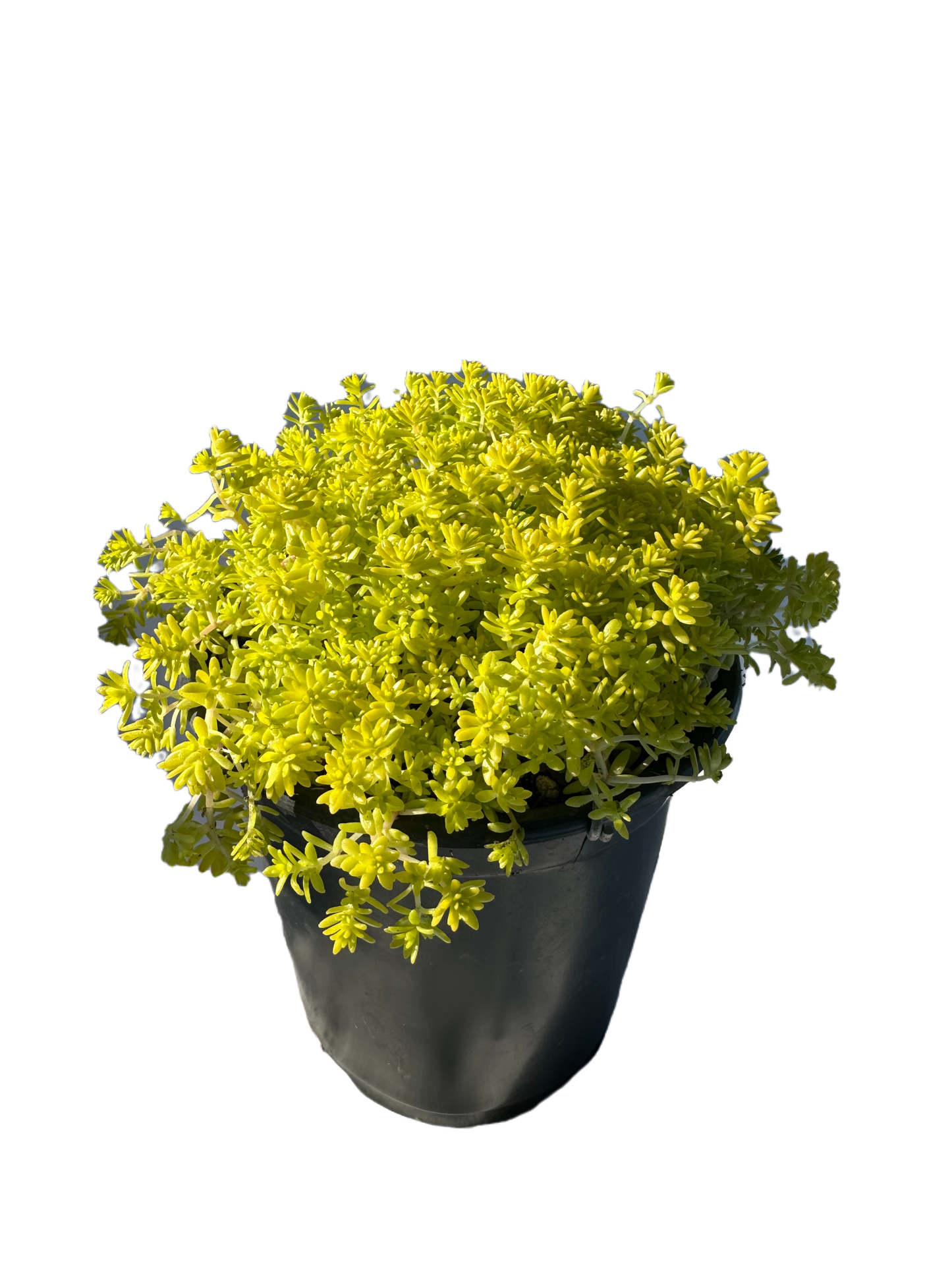 Golden Moss Sedum Succulent Plant