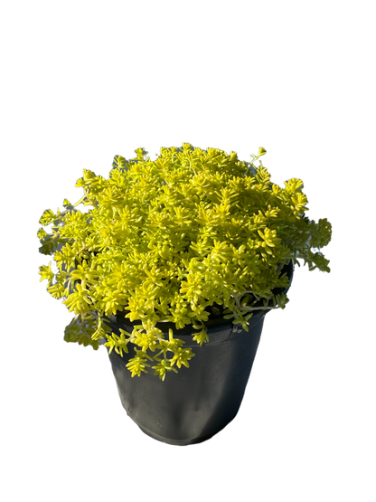 Golden Moss Sedum Succulent Plant