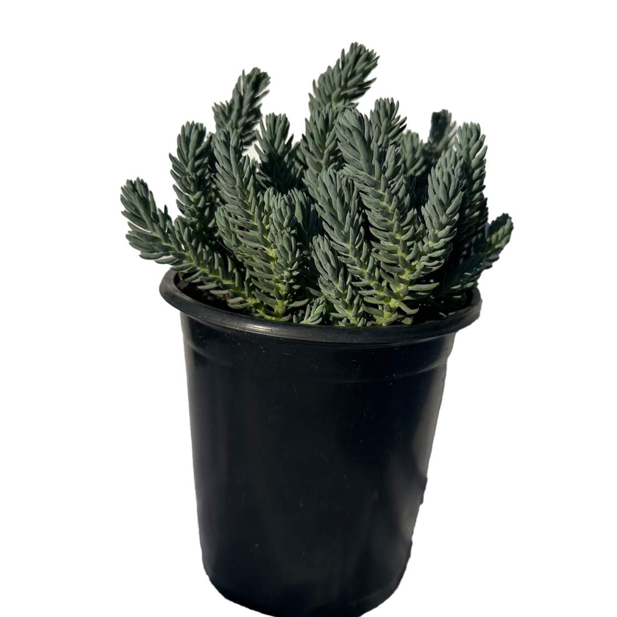 Blue Spruce Sedum Succulent Plant
