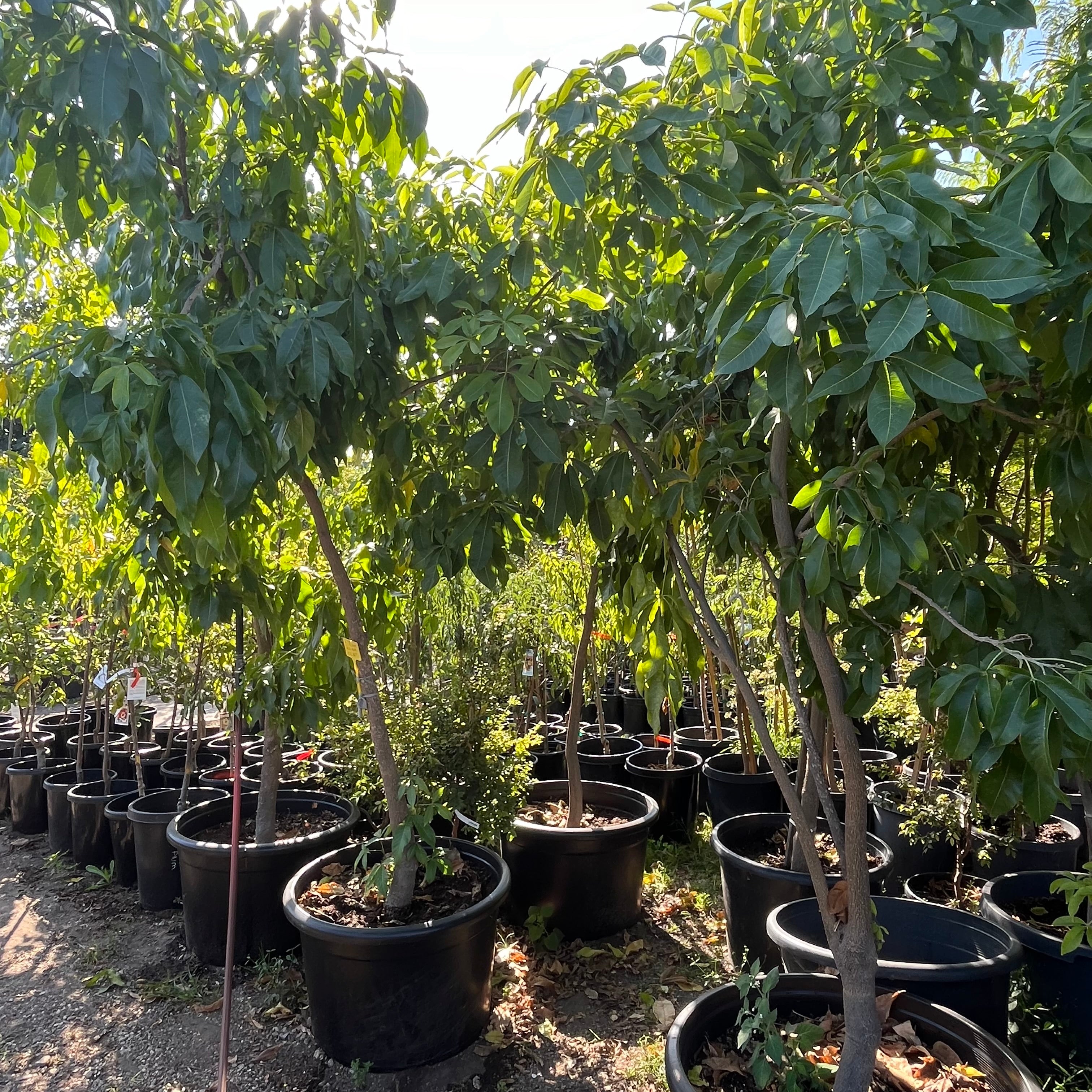 White Sapote