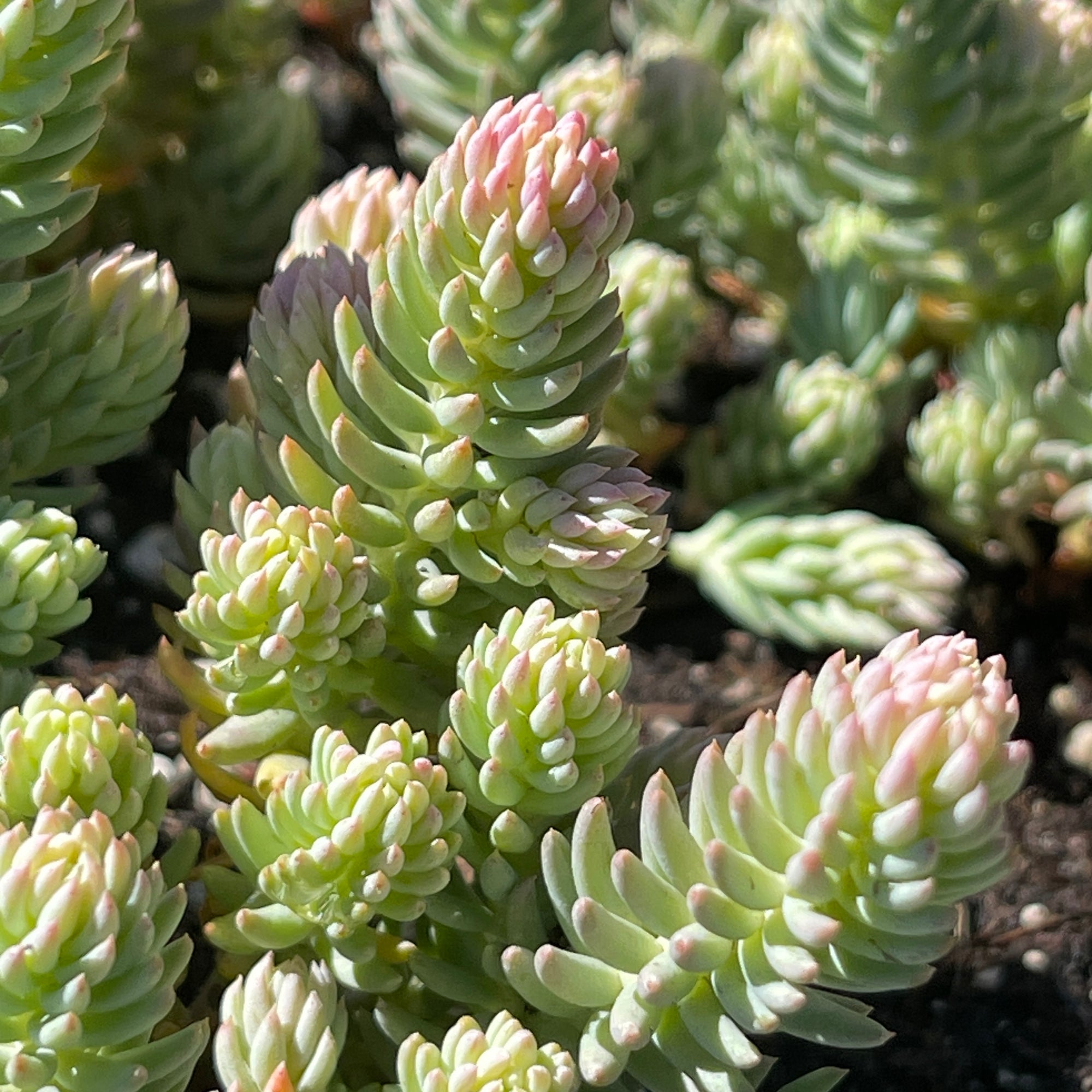Blue Spruce Sedum Succulent Plant