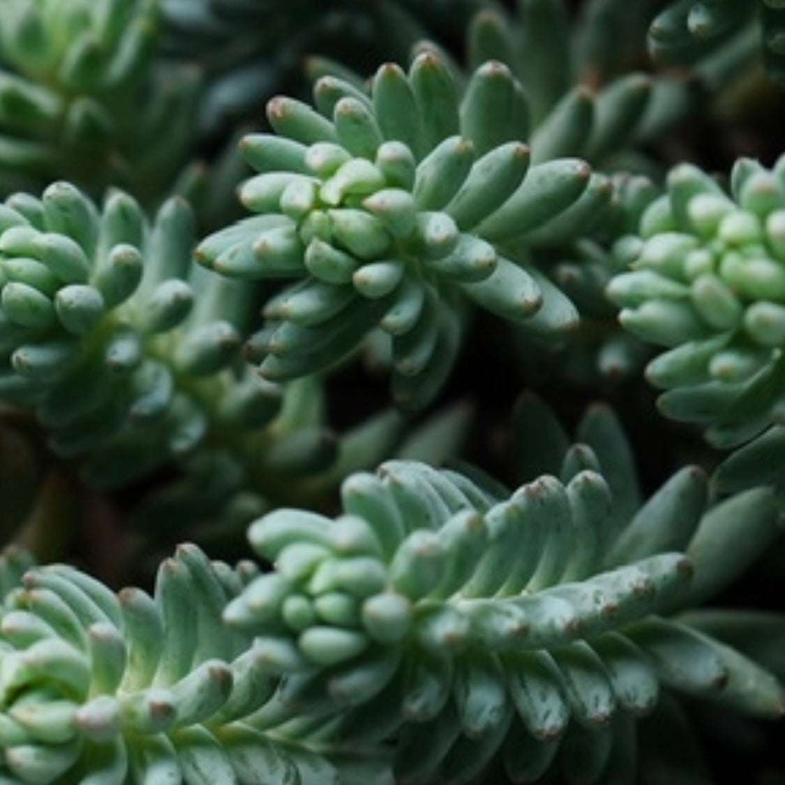 Blue Spruce Sedum Succulent Plant