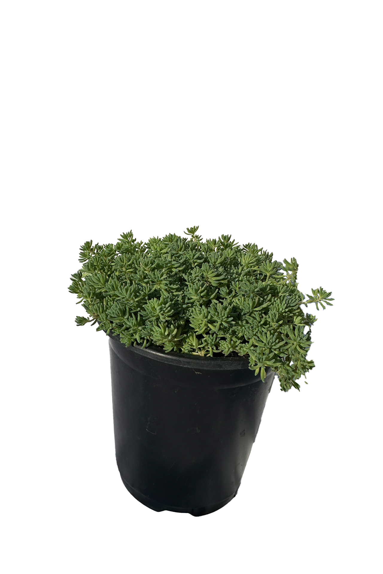 Blue Carpet Sedum Succulent Plant